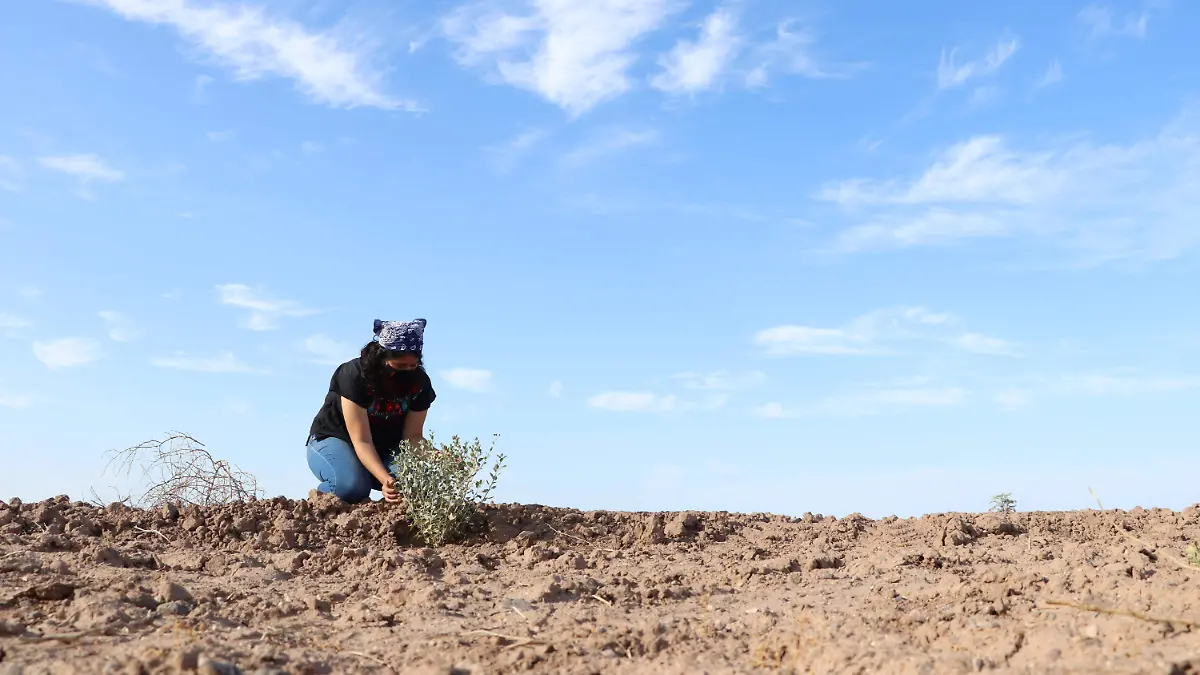 Temática sequía campos agrícolas  - Cecilia Saijas (34)